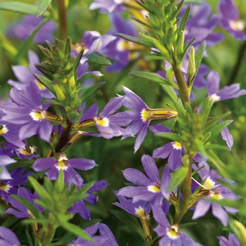 Scaevola aemula (Fan Flower) - Whirlwind&reg; 'Blue'