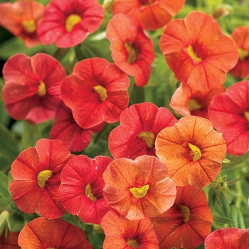 Calibrachoa - Superbells&reg; 'Dreamsicle&reg;'