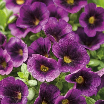 Calibrachoa - Superbells&reg; 'Grape Punch&trade;'