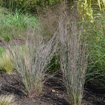 Schizachyrium scoparium - 'Blue Heaven&trade;' Little Bluestem