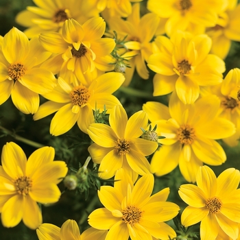 Bidens ferulifolia - 'Goldilocks Rocks&reg;'