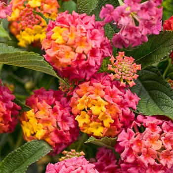 Lantana camara - Luscious&reg; 'Berry Blend&trade;'