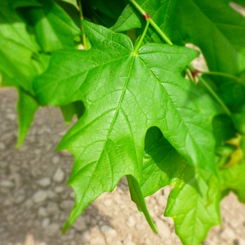 Acer saccharum - 'Legacy' Legacy&reg; Sugar Maple