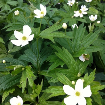 Anemone canadensis - Windflower