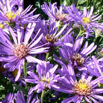 Aster laevis - 'Blue Autumn'