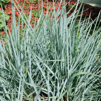 Leymus arenarius - 'Blue Dune' Lyme Grass