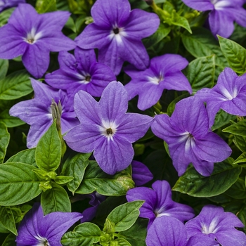 Browallia (Bush Violet) - Endless&trade; 'Illumination'