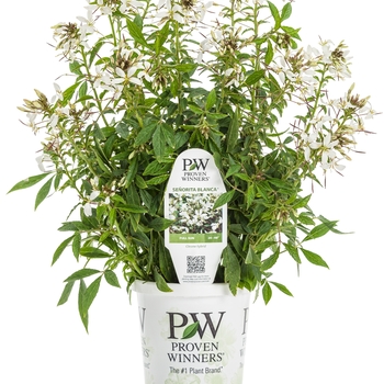 Cleome - 'Senorita Blanca&reg;' Spider Flower