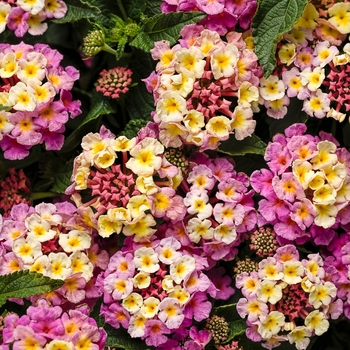 Lantana camara - Luscious&reg; 'Pinkberry Blend'