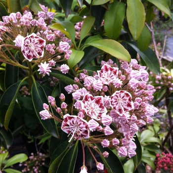 Kalmia latifolia - 'Carousel' Carousel Mountain Laurel