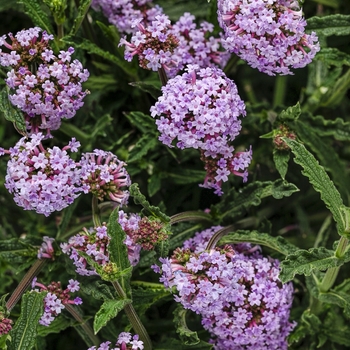 Verbena bonariensis - Meteor Shower&reg;