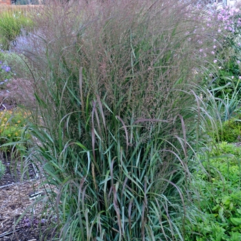 Panicum virgatum (Switch Grass) - Prairie Winds&reg; 'Apache Rose'