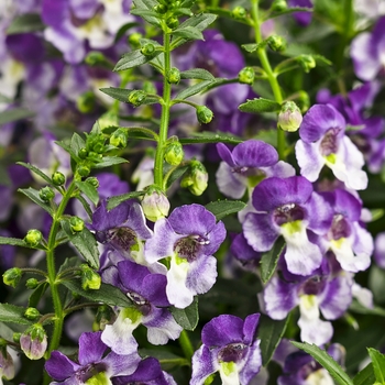Angelonia (Summer Snapdragon) - Angelface&reg; 'Wedgwood Blue'