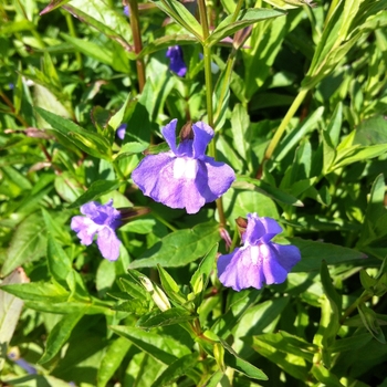 Mimulus ringens - Monkey Flower