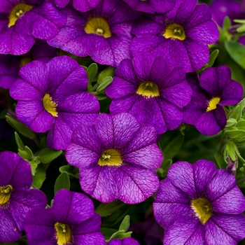 Calibrachoa - Superbells&reg; Blue