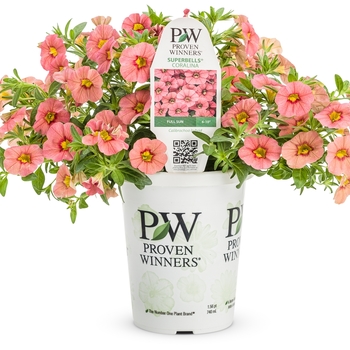 Calibrachoa - Superbells&reg; 'Coralina'