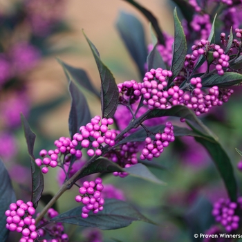 Callicarpa - 'Pearl Glam&reg;' Beautyberry