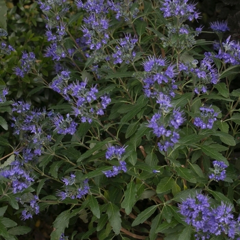 Caryopteris x clandonensis - 'Beyond Midnight&reg;' Bluebeard