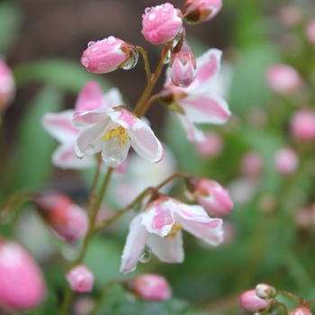 Deutzia - Yuki Cherry Blossom&reg;