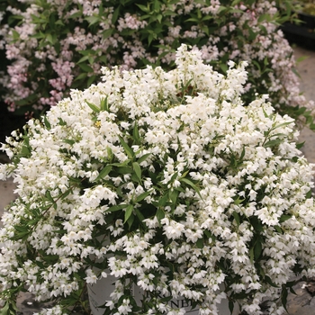 Deutzia - Yuki Snowflake&reg;