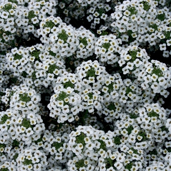 Lobularia - 'Snow Princess&reg;' Alyssum