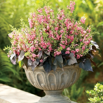 Angelonia (Summer Snapdragon) - Angelface&reg; 'Perfectly Pink'