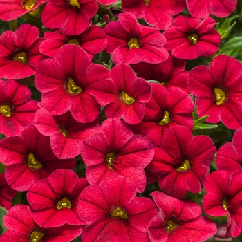Calibrachoa - Superbells&reg; 'Red'