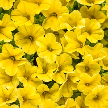 Calibrachoa - Superbells&reg; 'Yellow'