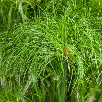 Cyperus papyrus (Dwarf Egyptian Papyrus) - Graceful Grasses&reg; 'Prince Tut&trade;'