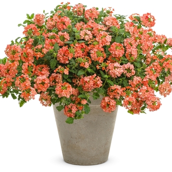 Verbena - Superbena Royale&reg; 'Peachy Keen'