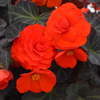 Begonia x tuberhybrida (Tuberous Begonia) - Nonstop&reg; 'Mocca Orange'
