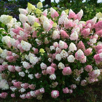 Hydrangea paniculata - Strawberry Sundae&reg;