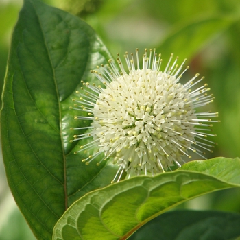 Cephalanthus occidentalis - 'Fiber Optics&reg;' Buttonbush