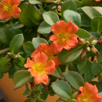 Portulaca oleracea (Purlslane) - Pazazz Nano&trade; Orange