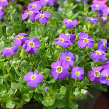 Aubrieta (Rock Cress) - Axcent&trade; 'Deep Blue'