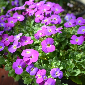 Aubrieta (Rock Cress) - Axcent&trade; 'Deep Purple Imp.'
