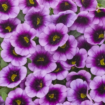 Calibrachoa - Superbells&reg; 'Blue Moon Punch&trade;'