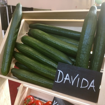 Cucumis sativus - 'Davida' Slicing Cucumber