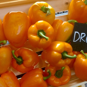 Capsicum annuum - 'DR0719PB' Orange Bell Pepper