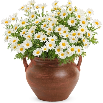 Argyranthemum frutescens - 'Pure White Butterfly&reg;' Marguerite Daisy