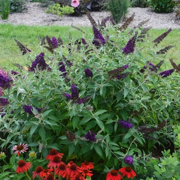 Buddleia davidii (Butterfly Bush) - Monarch&reg; 'Dark Dynasty'