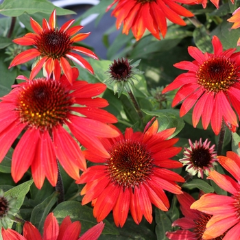 Echinacea (Coneflower) - Sombrero&reg; 'Sangrita'
