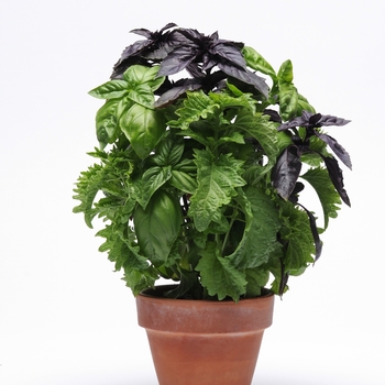 Ocimum basilicum - 'Try Basil' Basil