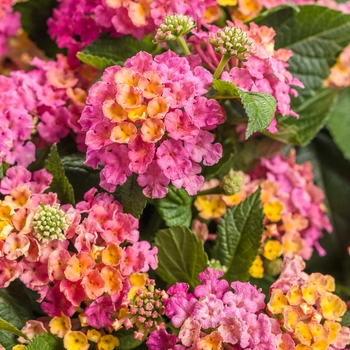 Lantana camara - Luscious&reg; 'Royale Cosmo'