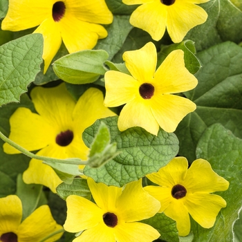 Thunbergia alata - 'Lemon A-Peel&reg;' Black-Eyed Susan Vine
