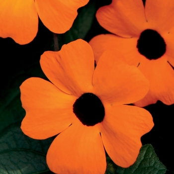 Thunbergia alata - 'Orange A-Peel&reg;' Black-Eyed Susan Vine