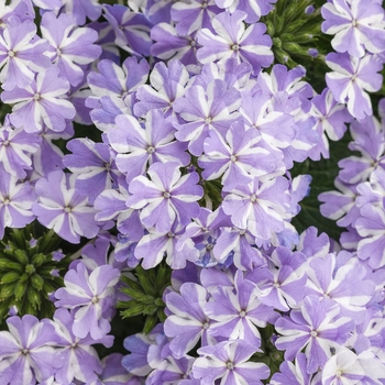Verbena - Superbena&reg; 'Stormburst'