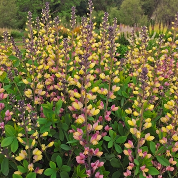 Baptisia (False Indigo) - Decadence&reg; Deluxe 'Pink Lemonade'