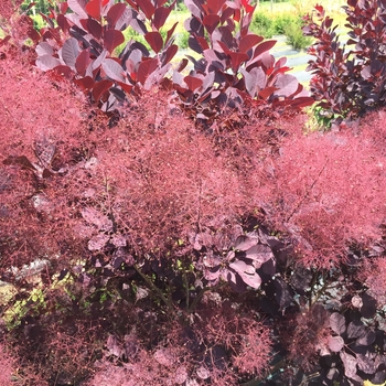 Cotinus coggygria - 'Winecraft Black&reg;' Smokebush