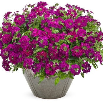 Verbena - Superbena Royale&reg; 'Plum Wine'